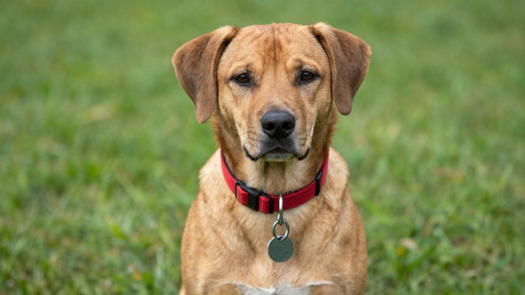 Do cities in the US require dog licenses?