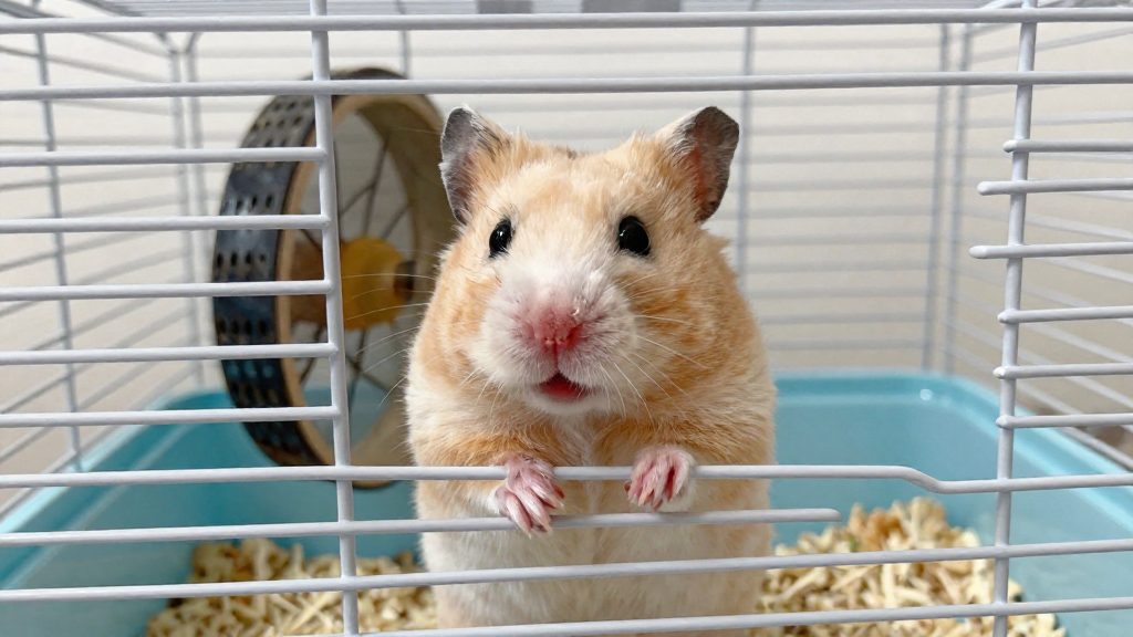 Why cage size matters for hamsters