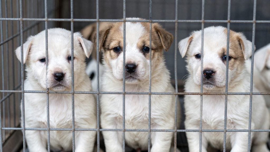 Red flags that point to a puppy mill