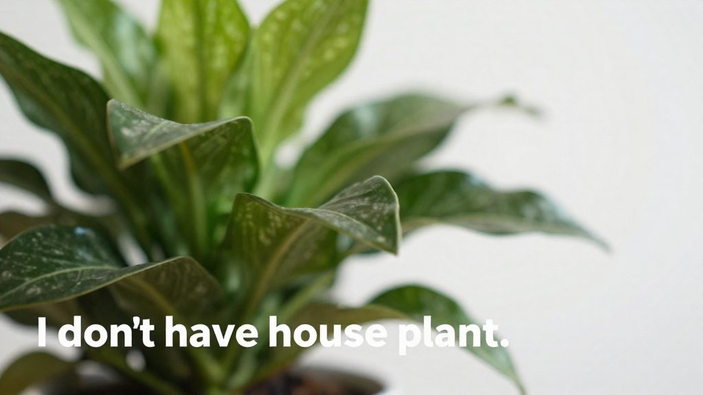 Are your houseplants safe for cats?
