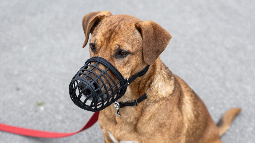 Cosa prevede l'ordinanza sulla museruola per i cani